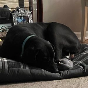 Meet your Posher, Dawn